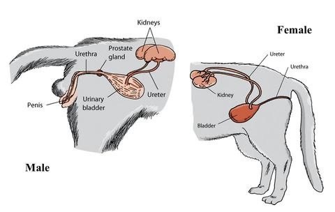 Bio Zoo Anatomía de los gatos