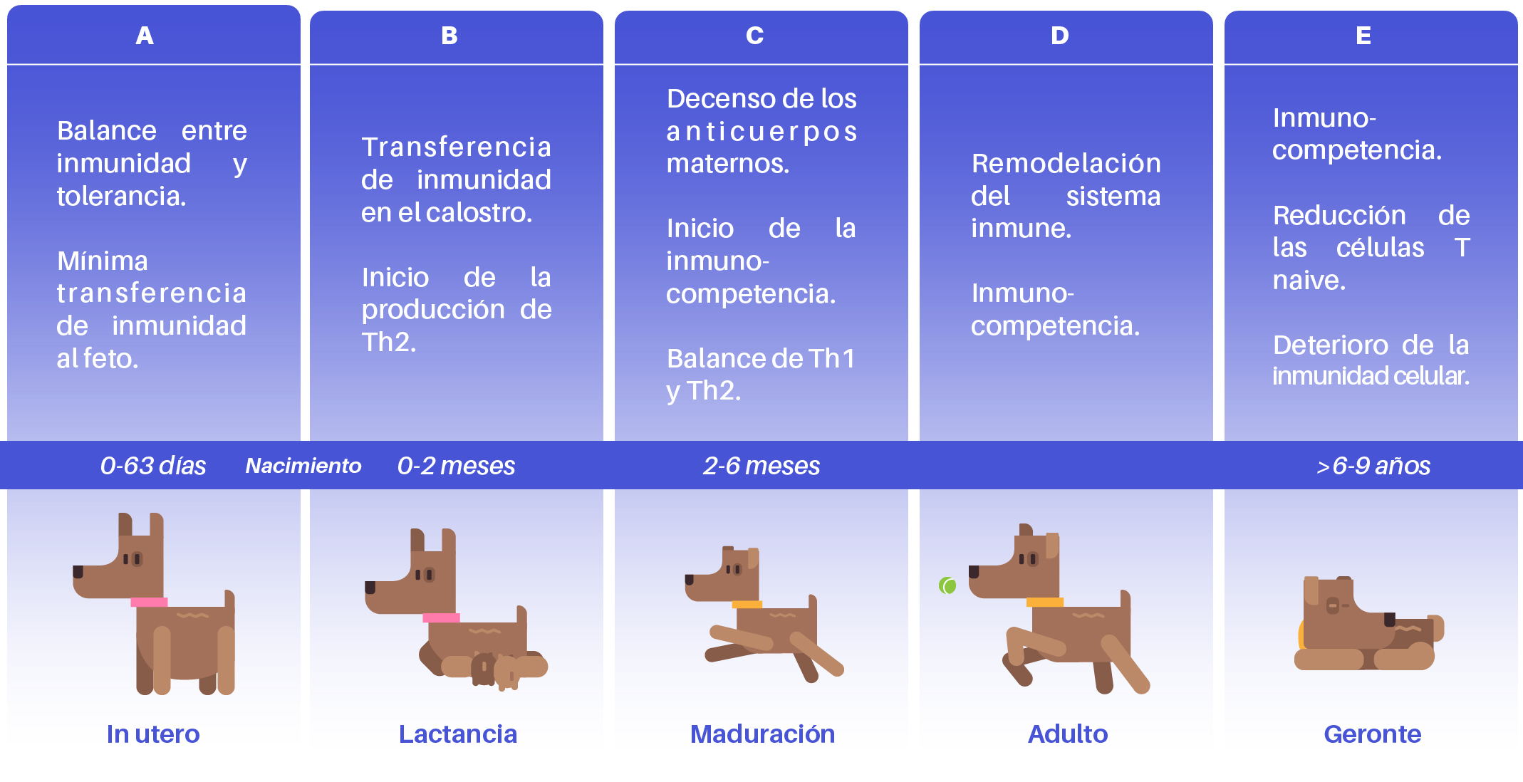 Bio Zoo Cambios Importantes En El Sistema Inmunológico Del Perro