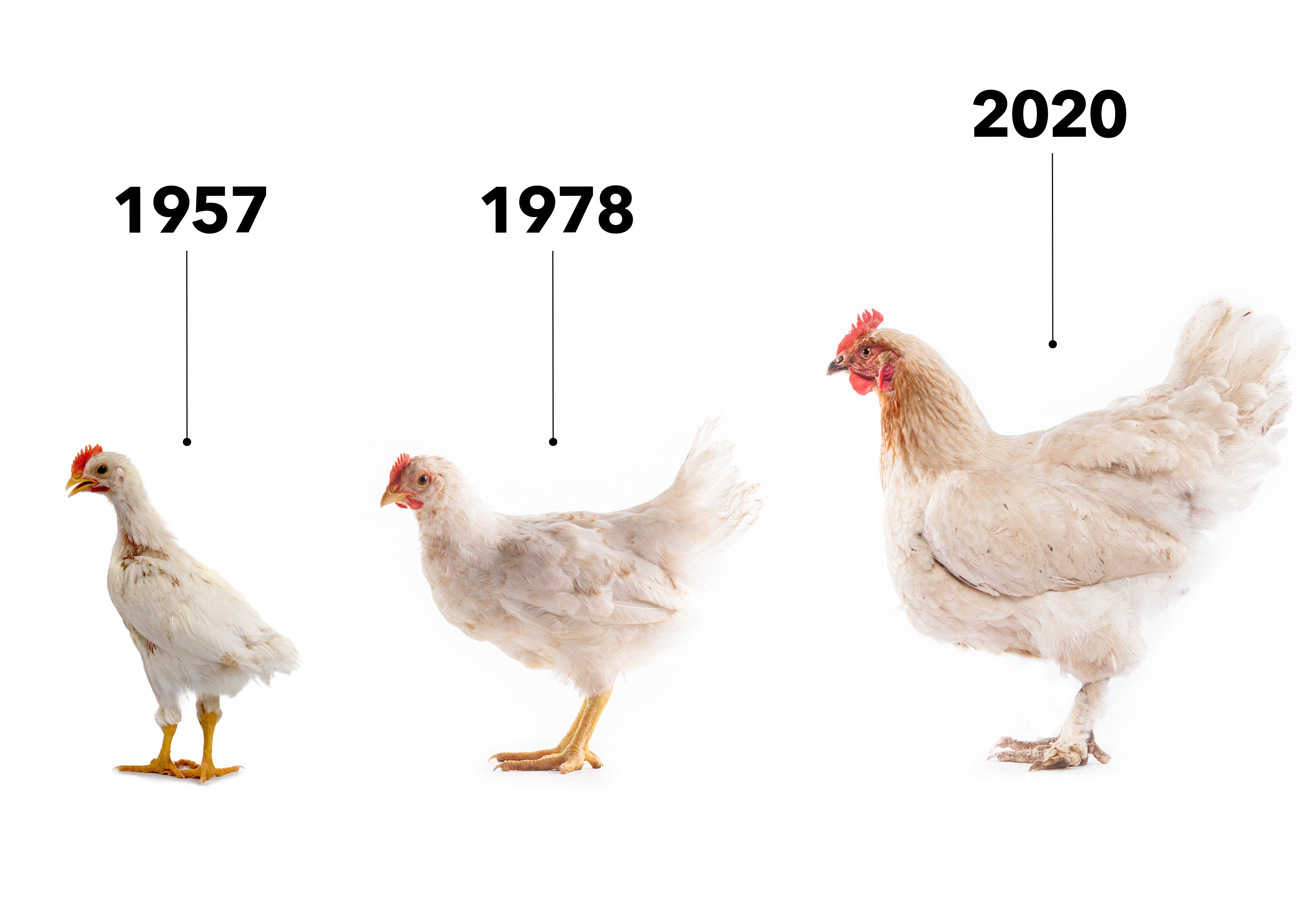 Bio Zoo Comparación Crecimiento Pollos