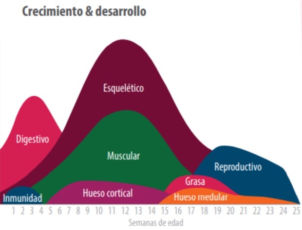 Bio Zoo Crecimiento Y Desarrollo