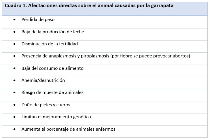 Bio Zoo Cuadro 1  Garrapata