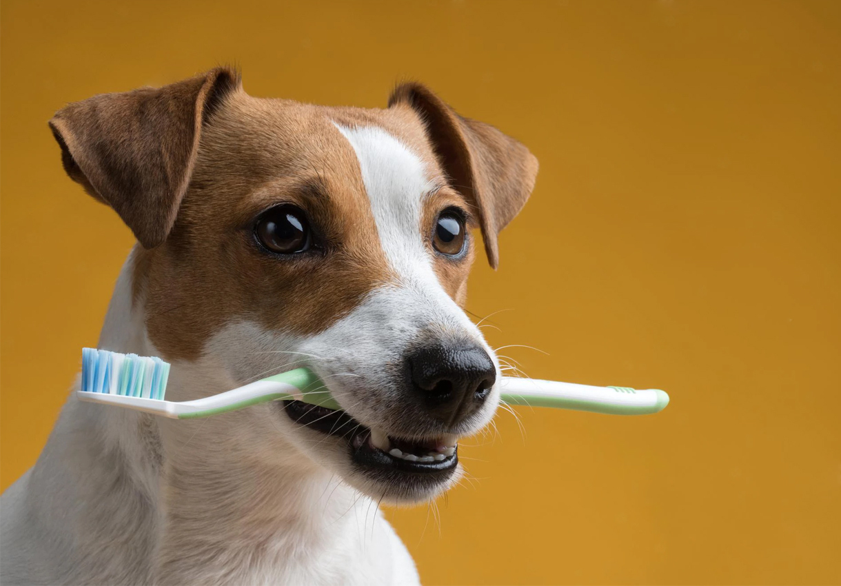 Bio Zoo Cuidado Dental