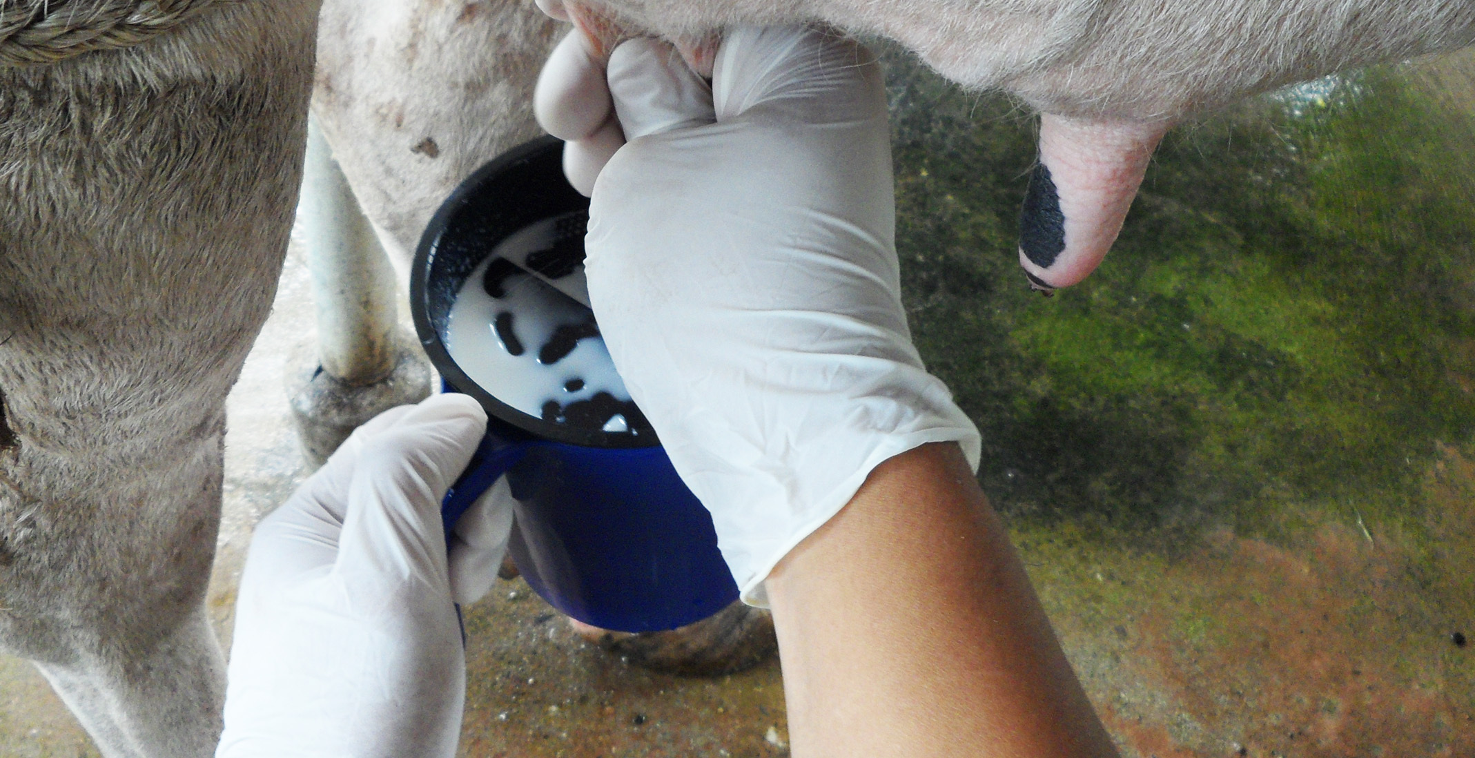 Bio Zoo Despunte Para Evaluar Mastitis