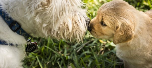 Bio Zoo El Comportamiento Natural De Los Caninos Facilita El Contacto Directo Entre Ellos Y Por Consiguiente La Infección Y Diseminación Del Virus