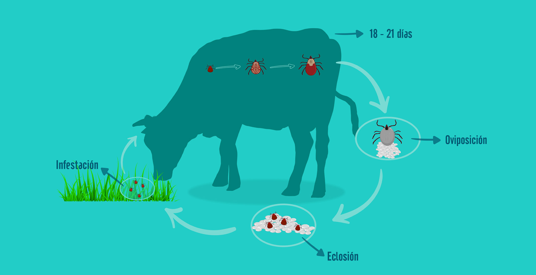 Bio Zoo Figura1 Ciclo De La Garrapata