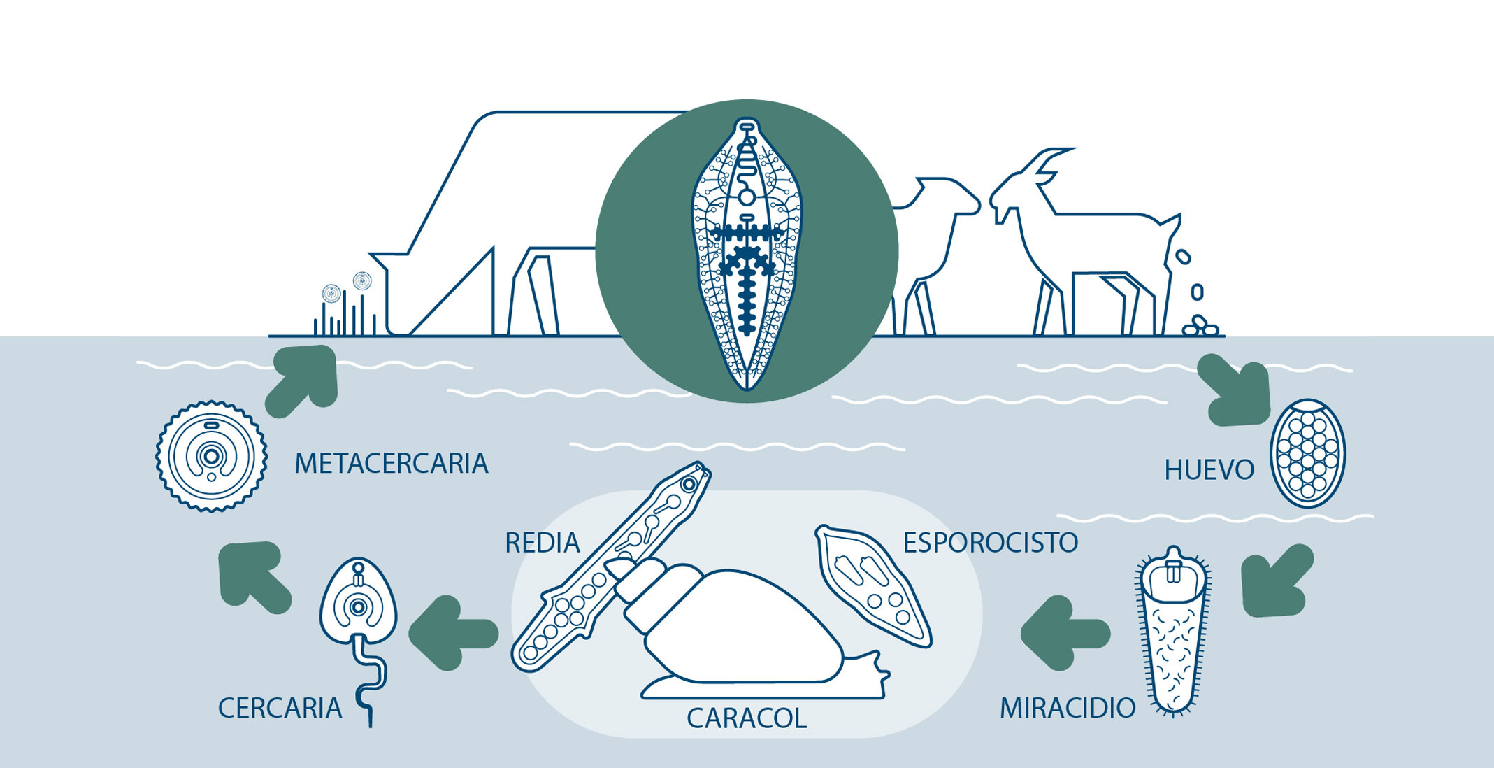 Bio Zoo Gráfico1 Ciclo De Vida