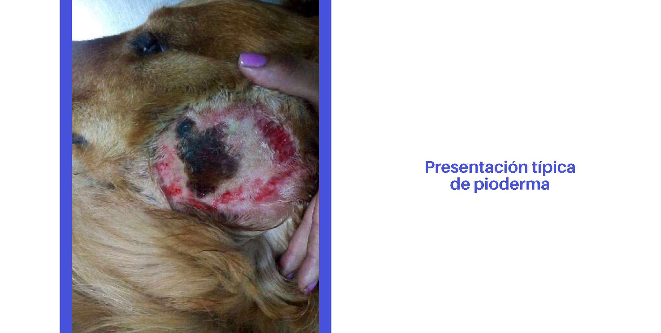 Bio Zoo Tomada de https://www.clinicaraza.com/blog/dali-el-estres-pudo-cusarte-esa-lesion-pioderma-canina