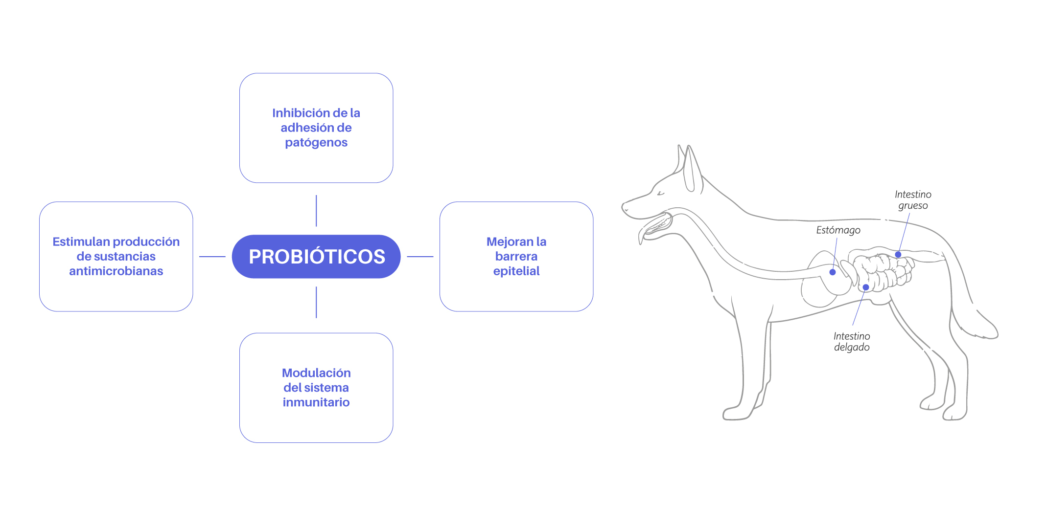 Bio Zoo En qué ayudan los probióticos