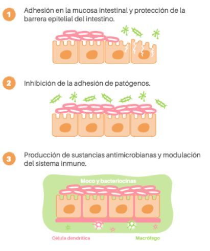 Bio Zoo Probióticos Y Obesidad