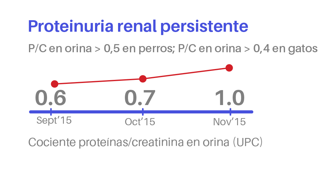 Bio Zoo Proteinuria Renal Persistente