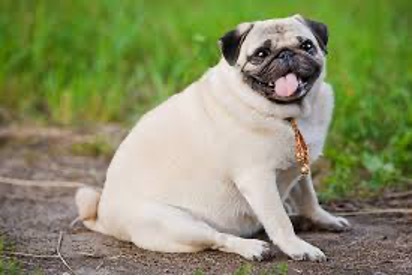 Bio Zoo Pug