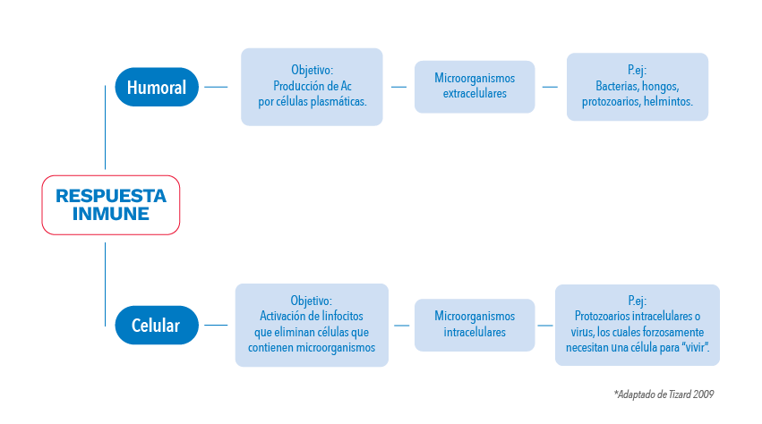 Bio Zoo Respuesta Inmune