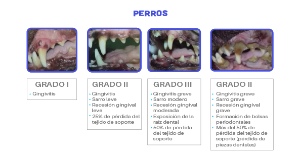 Bio Zoo Signos