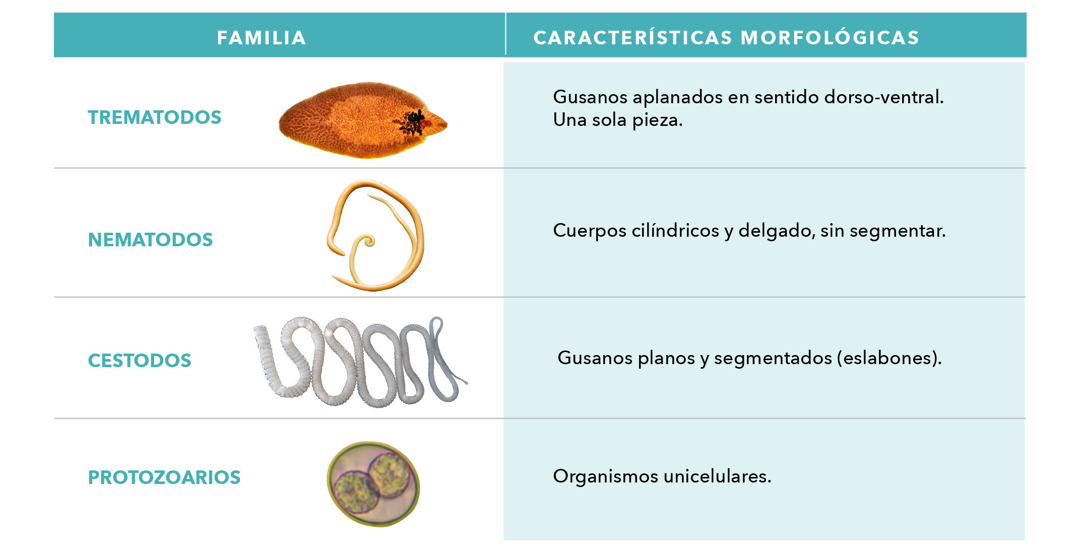 Bio Zoo Tabla2