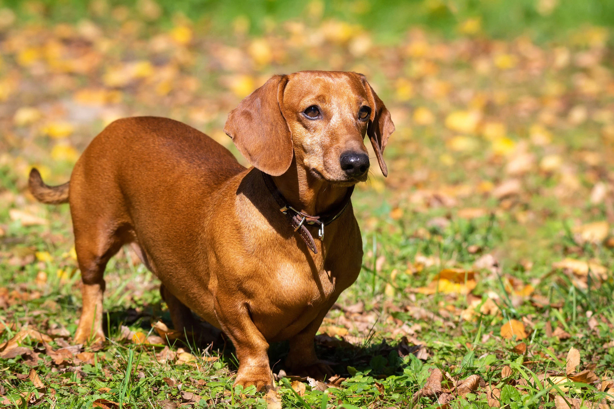 perro-dachshund-hierba_78621-3439-copy.jpg#asset:1890