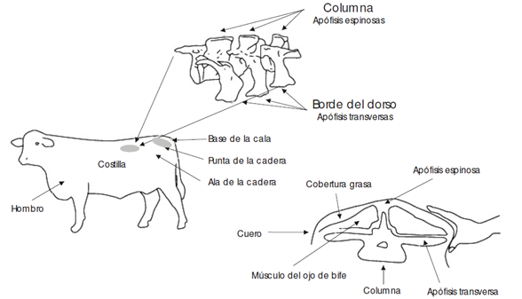 Bio Zoo Áreas Anatómicas Para Evaluación De Condición Corporal