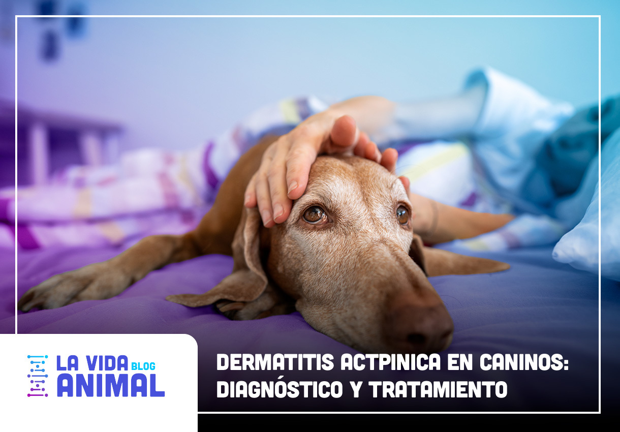 Bio Zoo Banner Dermatitis