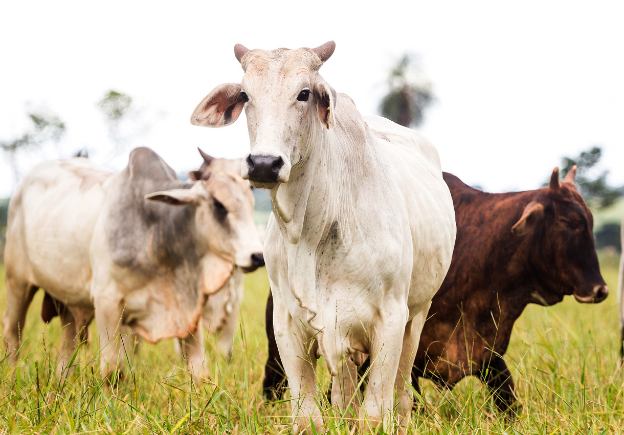 PPT - HEMOPAR SITOS: Importancia del diagn stico en bovinos