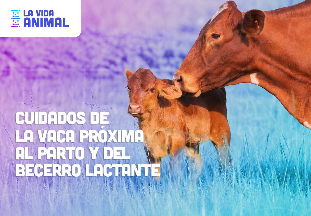 Bio Zoo Cuidados De La Vaca Al Parto Y Del Becerro