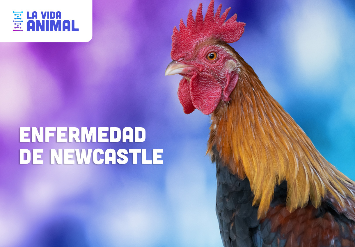 Bio Zoo Enfermedad De Newcastle