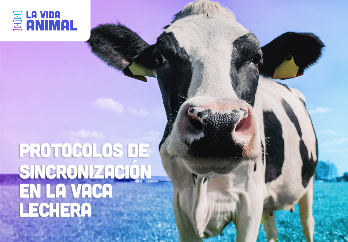 Protocolos de sincronización en la vaca lechera