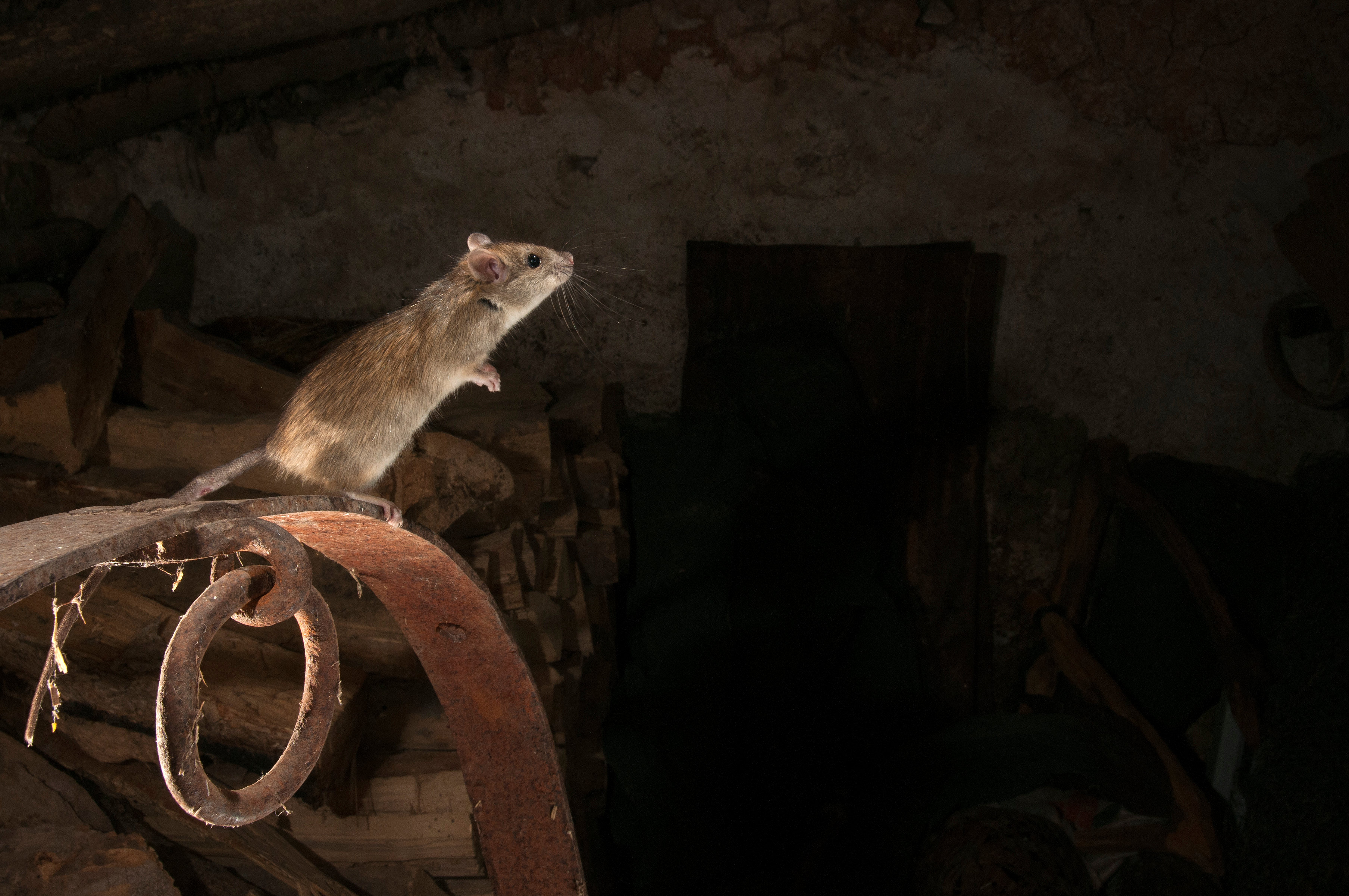 Bio Zoo Leptospirosis En Bovinos