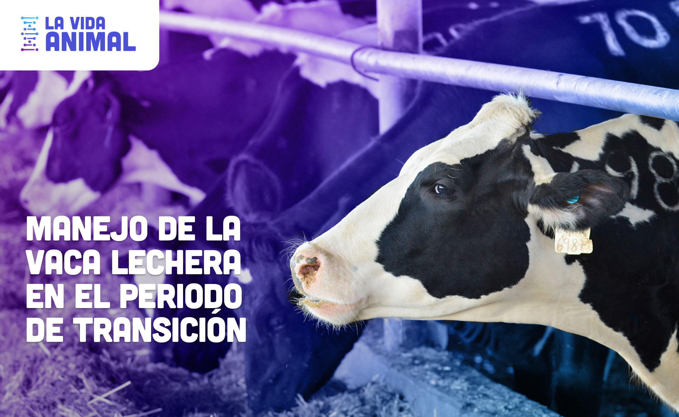 Bio Zoo Manejo de la vaca lechera en el periodo de transición