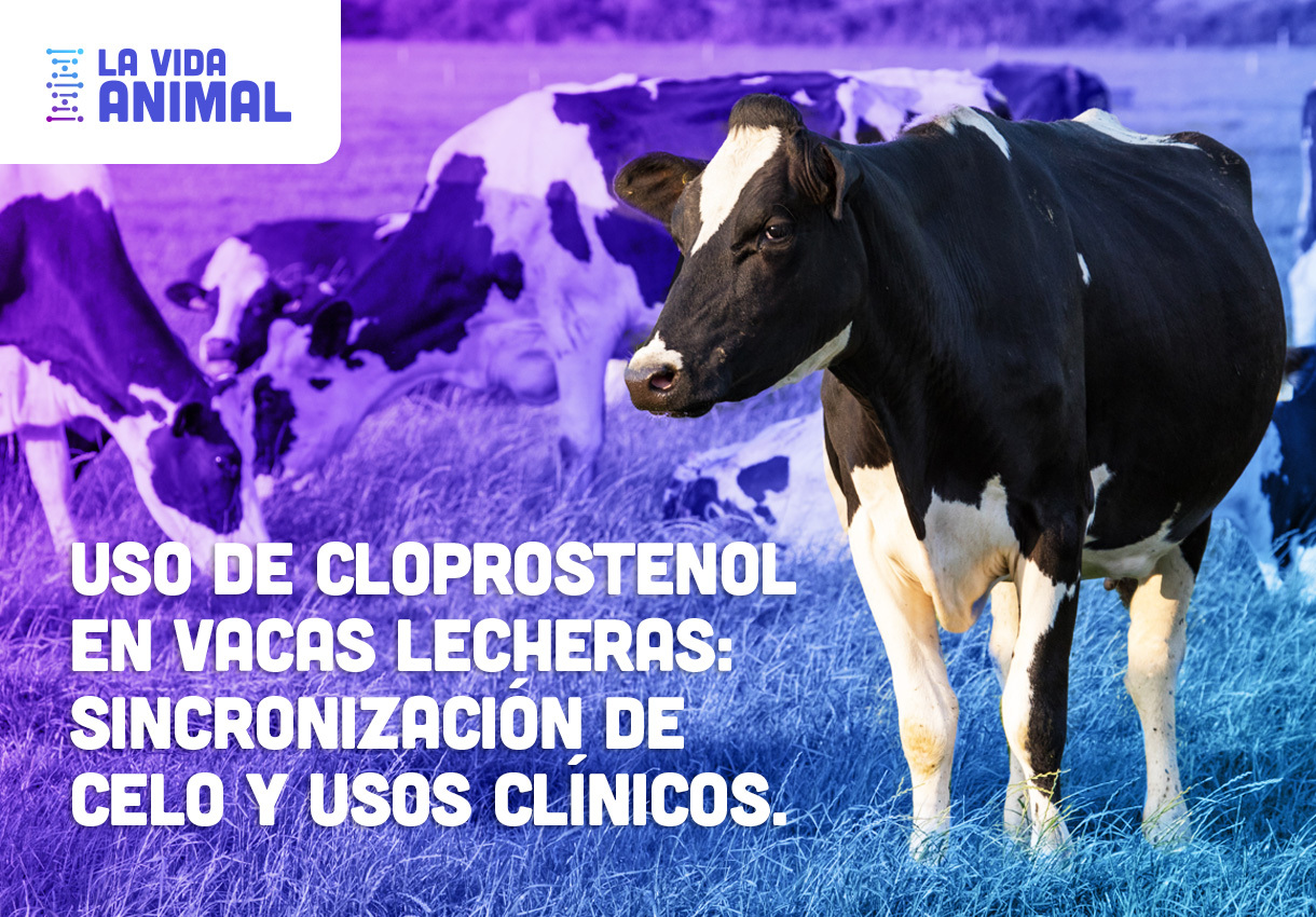 Bio Zoo Uso de cloprostenol en vacas lecheras: sincronización de celo y usos clínicos.