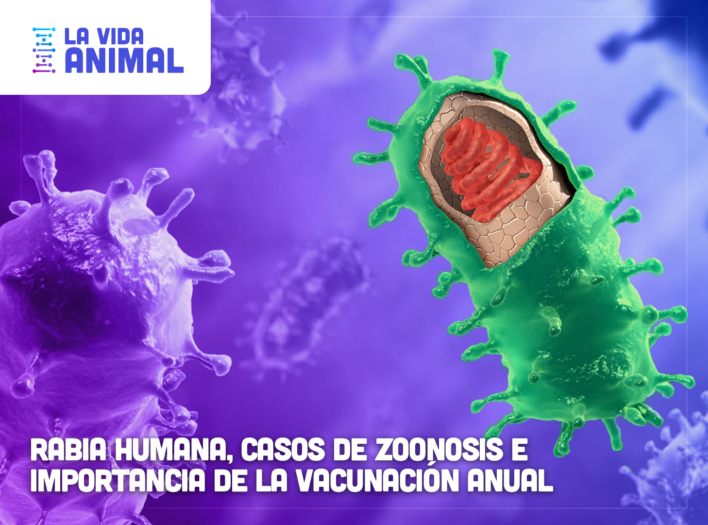 Bio Zoo Rabia Humana Casos De Zoonosis E Importancia De La Vacunación Anual