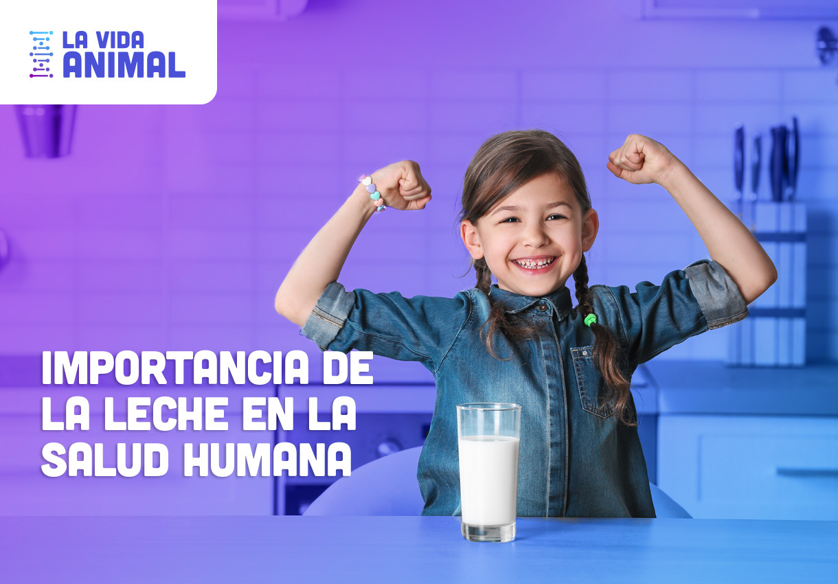 Bio Zoo Importancia de la leche en la salud humana